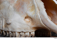  Skull Mouflon Ovis orientalis head skull 0009.jpg
